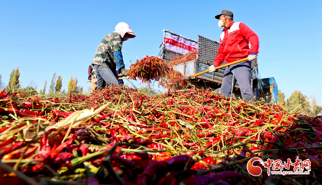 隴拍客丨臨澤：朝天椒加工忙